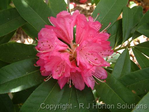 Rhodendron Pink 